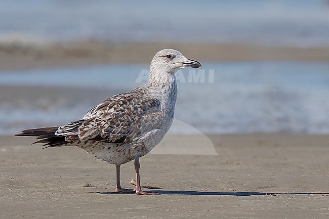1st year
Galveston Co., TX
April 2023 stock-image by Agami/Brian E Small,