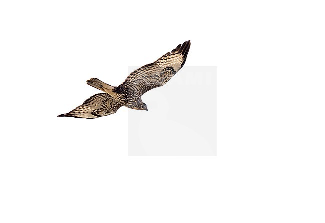 Cape Verde Buzzard (Buteo bannermani) on Cape Verde islands. stock-image by Agami/Yann Muzika,