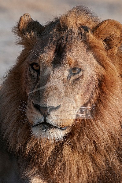 A close up portrait of a male lion, Panthera leo. Chief Island, Moremi Game Reserve, Okavango Delta, Botswana. stock-image by Agami/Sergio Pitamitz,