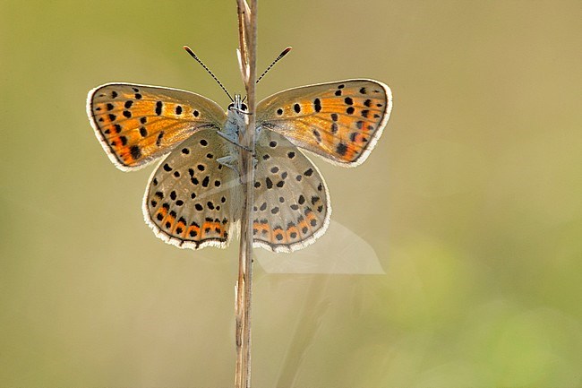 Bruine vuurvlinder / Sooty Copper (Lycaena tityrus) stock-image by Agami/Wil Leurs,
