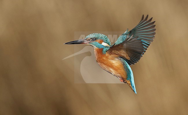 Common Kingfisher (Alcedo atthis) at Nivå in Denmark. Hovering above a stream, trying to catch a fish for diner. stock-image by Agami/Helge Sorensen,