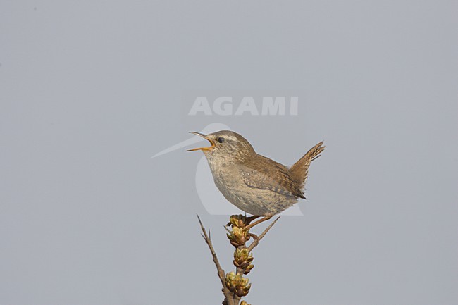 Winter Wren male singing, Winterkoning mannetje zingend stock-image by Agami/Arie Ouwerkerk,