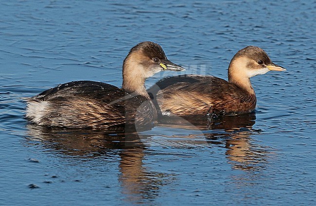 Little Grebe (Tachybaptus ruficollis), two birds swimming. stock-image by Agami/Fred Visscher,