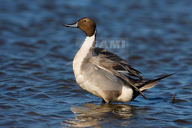 Pijlstaart mannetje staand in water; Northern Pintail mail perched in water stock-image by Agami/Martijn Verdoes,