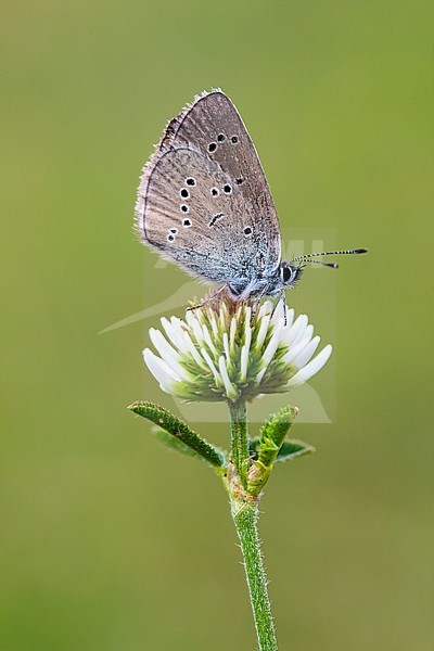 Mazarine Blue, Klaverblauwtje, Cyaniris semiargus stock-image by Agami/Wil Leurs,