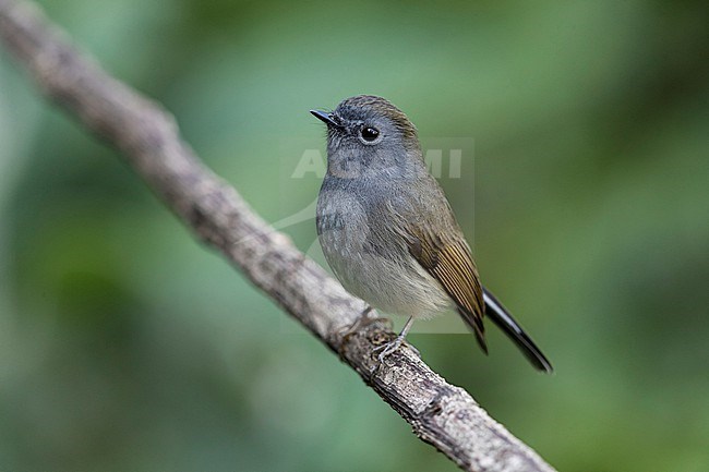 An adult Rufous-gorgeted Flycatcher  or Rusty-gorgeted Flycatcher (Ficedula strophiata) is perching on a branch stock-image by Agami/Mathias Putze,