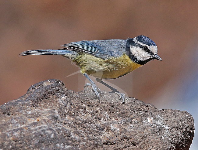 Tenerife Blue Tit (Cyanistes teneriffae) stock-image by Agami/Nils van Duivendijk,