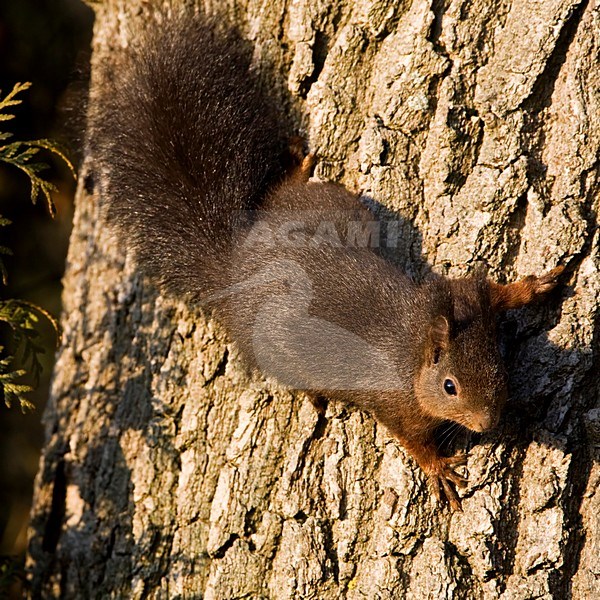 Rode eekhoorn op boomstam Nederland, Red Squirrel at tree trunk Netherlands stock-image by Agami/Wil Leurs,