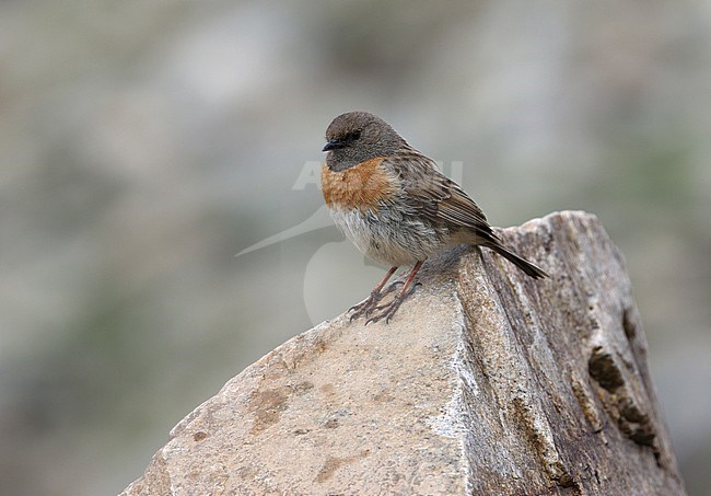 Adult Robin Accentor (Prunella rubeculoides) perched on a rock at Tso Kar, India. stock-image by Agami/James Eaton,