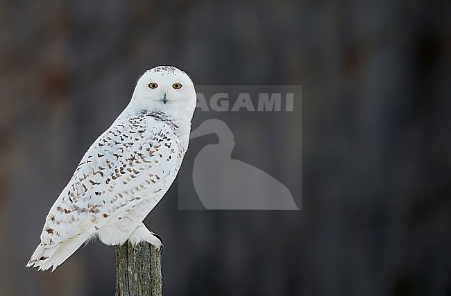 Female Snowy Owl (Bubo scandiaca) wintering in Ottawa, Canada. stock-image by Agami/Markus Varesvuo,