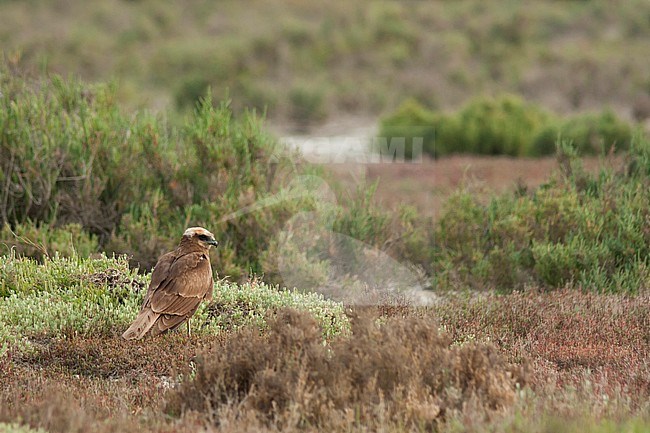 Western Marsh Harrier - Rohrweihe - Circus aeruginosus ssp. aeruginosus, Turkey, 2nd cy stock-image by Agami/Ralph Martin,