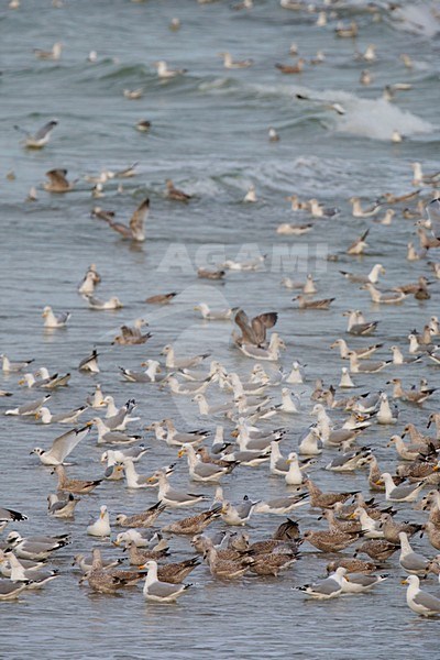 Groep meeuwen; Flock of Seagulls stock-image by Agami/Arnold Meijer,