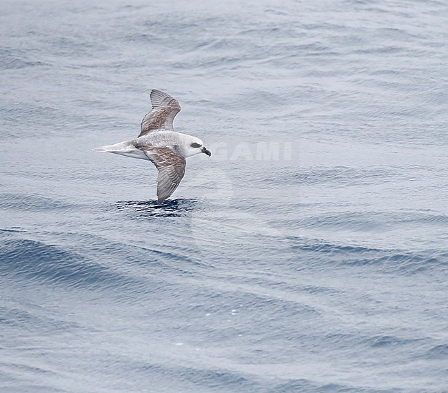 White-headed Petrel (Pterodroma lessonii) in flight over the southern pacific ocean near the subantarctic islands of New Zealand. stock-image by Agami/Marc Guyt,
