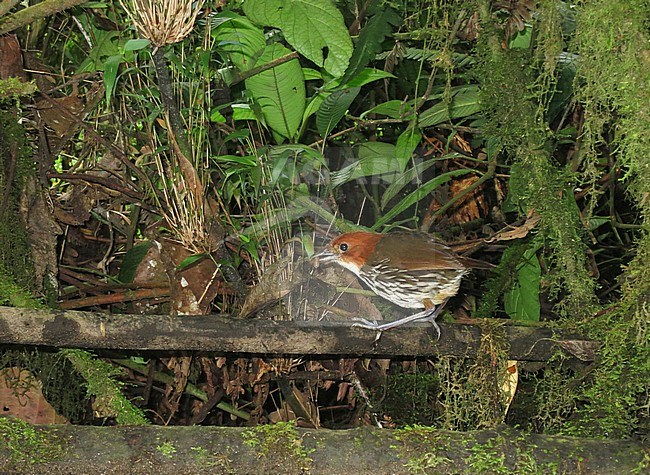Chestnut-crowned Antpitta (Grallaria ruficapilla) in understory of subtropical montane rain forest in Rio Blanco reserve, central Andes valley in Colombia. stock-image by Agami/Marc Guyt,