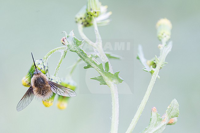 Bombylius posticus, Germany (Baden-Württemberg), imago, male stock-image by Agami/Ralph Martin,