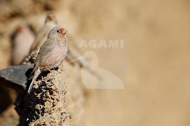 Trumpeter Finch (Bucanetes githagineus) perched on top of an old building in Merzouga, Morocco, during winter. stock-image by Agami/Chris van Rijswijk,