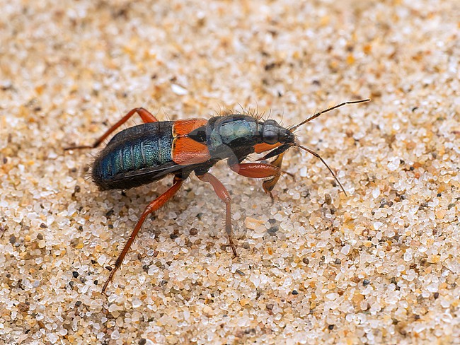 Imago of Prostemma guttula stock-image by Agami/Arnold Meijer,