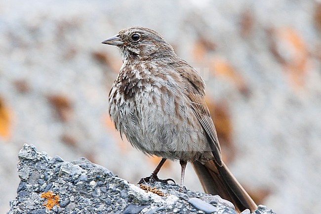 Song Sparrow (Melospiza melodia kenaiensis) taken the 20/06/2022 at Seward - Alaska. stock-image by Agami/Nicolas Bastide,
