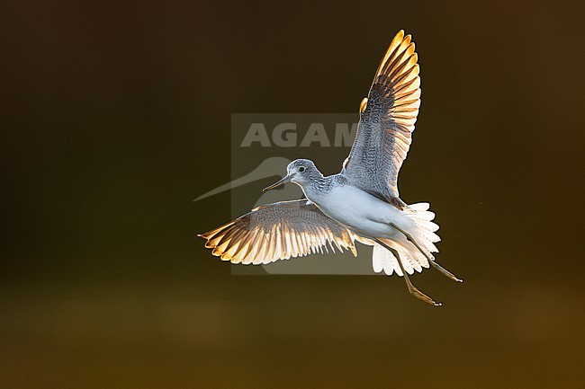 Greenshank, Tringa nebularia, in Italy during migration. stock-image by Agami/Daniele Occhiato,