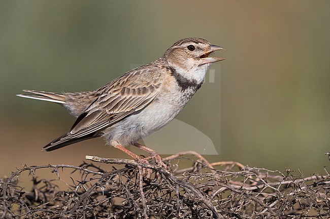 Calandra Lark; Melanocorypha calandra psammochroa stock-image by Agami/Daniele Occhiato,