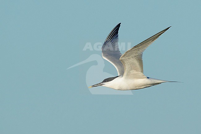 Adult Cabot's Tern (Thalasseus acuflavidus) in flight against a blue sky as background in Galveston County, Texas, USA. stock-image by Agami/Brian E Small,