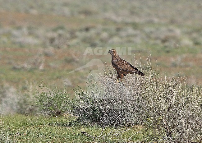 Steppe Buzzard, Buteo buteo vulpinus stock-image by Agami/Andy & Gill Swash ,