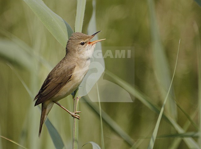 Bosrietzanger zingend; Marsh Warbler singing stock-image by Agami/Reint Jakob Schut,