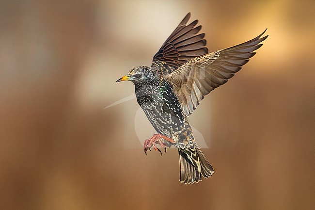 Spreeuw in vlucht; Common Starling in flight stock-image by Agami/Daniele Occhiato,