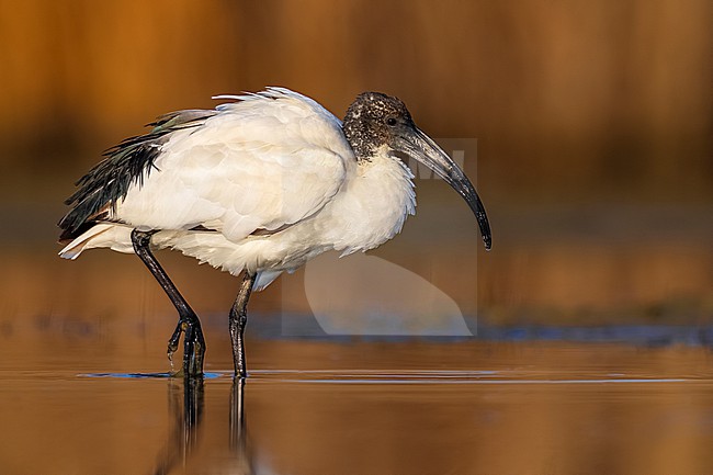 Introduced/ escaped Sacred Ibis, Threskiornis aethiopicus, in Italy. stock-image by Agami/Daniele Occhiato,