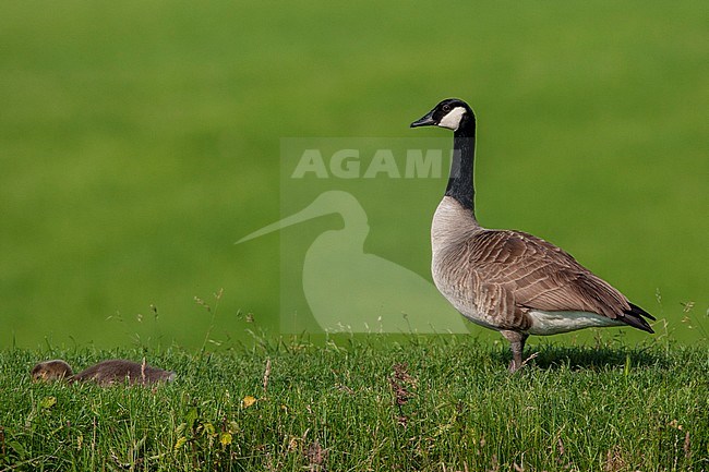 Adult Greater Canada Goose (Branta canadensis canadensis) in the Netherlands. Standing guard next to its chick. stock-image by Agami/Marc Guyt,
