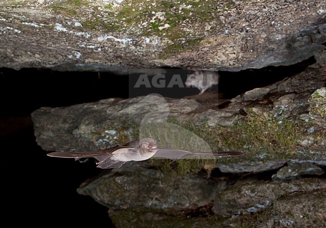 Schreibers vleermuis met Brandmuis, Schreibers' bat with Striped Field Mouse stock-image by Agami/Theo Douma,