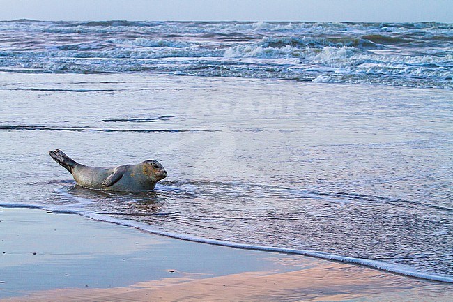 Common Seal, Phoca vitulina, immature animal resting on the beach with high tide at sunset during storm. Seal lying on the shoreline with reflection of the colors of th clouds at sunset in the wet sand. stock-image by Agami/Menno van Duijn,