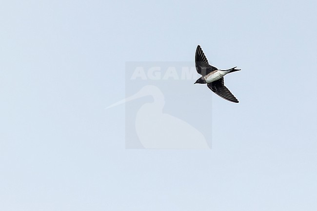 Caribbean Martin (Progne dominicensis) on Puerto Rico. In flight, seen from below. stock-image by Agami/Pete Morris,
