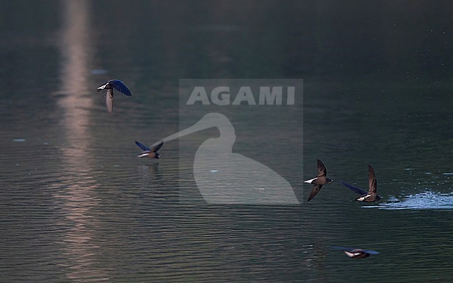 Brown-backed Needletail (Hirundapus giganteus) flock flying over water and some birds drinking at Khao Yai, Thailand stock-image by Agami/Helge Sorensen,