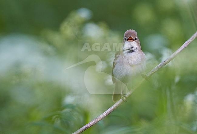 Struikrietzanger zingend op tak; Blyths Reed Warbler singing on branch stock-image by Agami/Markus Varesvuo,