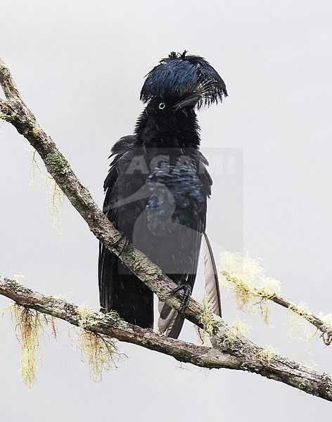 Displaying male Amazonian Umbrellabird (Cephalopterus ornatus) in Amazon bassin of Ecuador. Perched high in canopy. stock-image by Agami/Dani Lopez-Velasco,