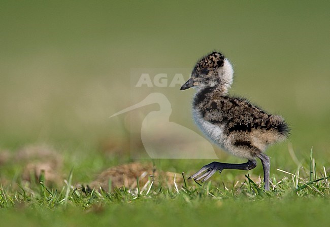 Kuiken van Kievit; Northern Lapwing chick stock-image by Agami/Marc Guyt,