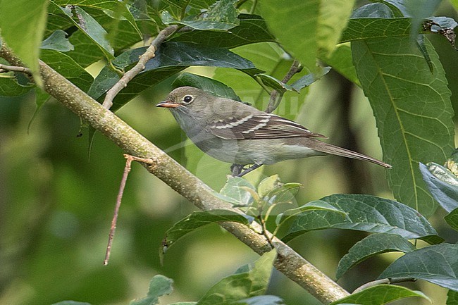 Brownish Elaenia (Elaenia pelzelni) at Puerto Nariño, Amazonas, Colombia. stock-image by Agami/Tom Friedel,