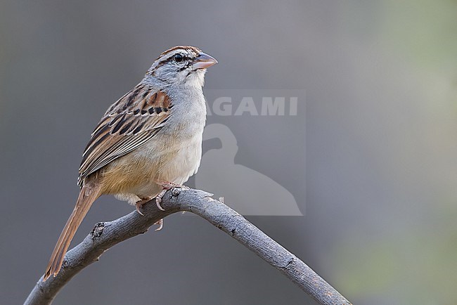 Cinnamon-tailed Sparrow (Peucaea sumichrasti) stock-image by Agami/Dubi Shapiro,