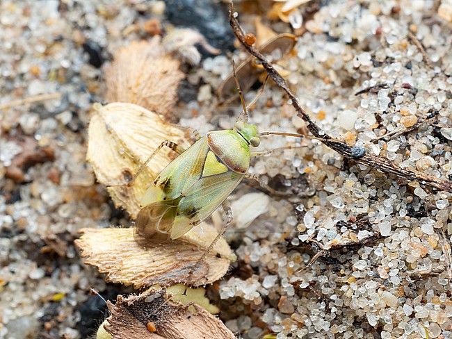 Imago of Lygus maritimus stock-image by Agami/Arnold Meijer,