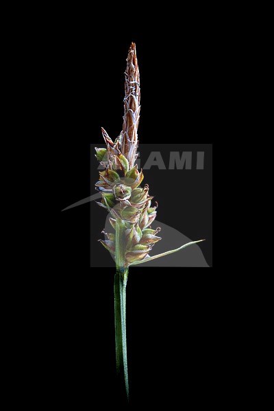 Pill sedge, Carex pilulifera stock-image by Agami/Wil Leurs,