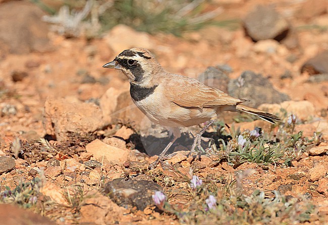  stock-image by Agami/Jacques van der Neut,