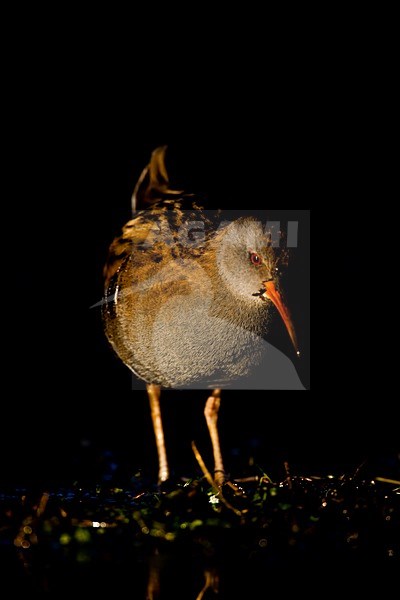 Waterral foeragerend in moeras; Water Rail foraging in marsh stock-image by Agami/Menno van Duijn,