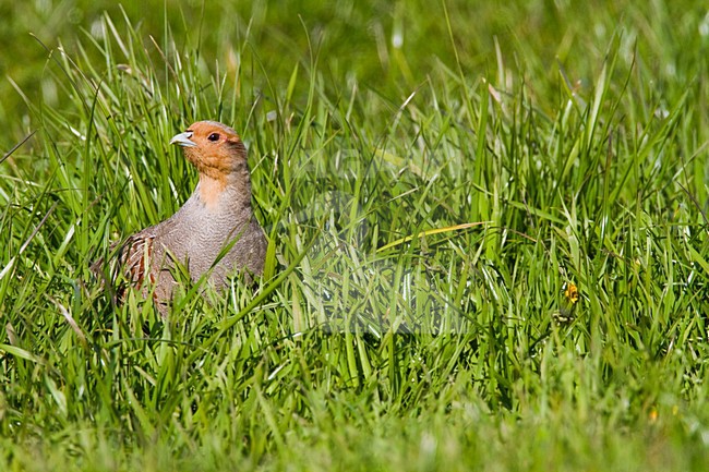 Patrijs in het veld, Grey Partridge in the field stock-image by Agami/Menno van Duijn,