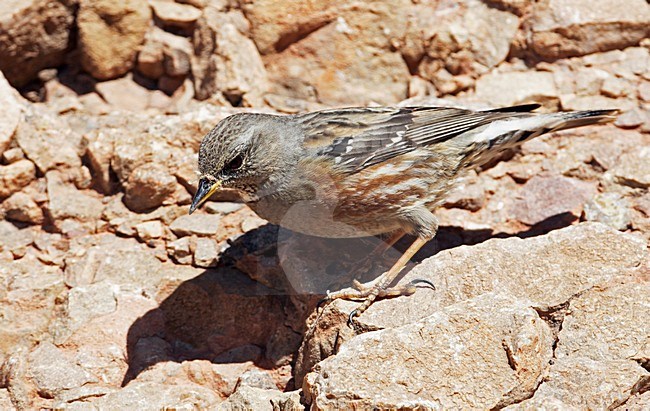 Alpenheggemus foeragerend boven de boomgrens; Alpine Accentor foraging above tree line stock-image by Agami/Markus Varesvuo,