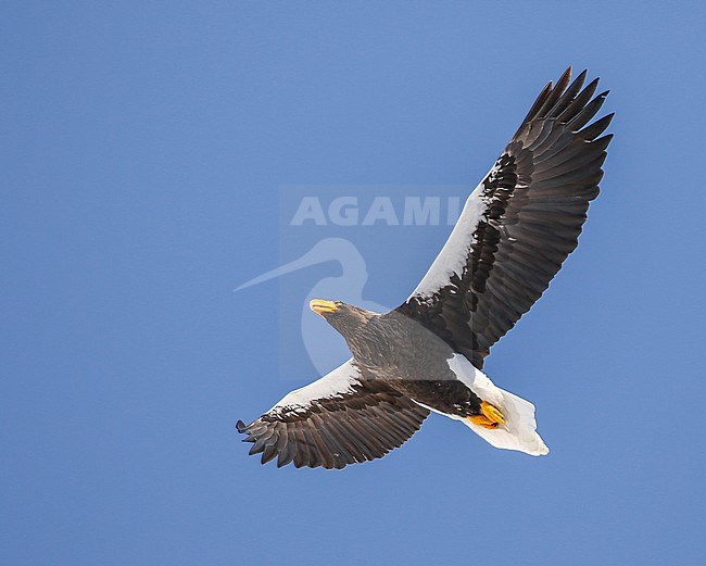 Steller's Sea Eagle, Haliaeetus pelagicus, wintering at Rauso, Hokkaido, Japan. stock-image by Agami/Pete Morris,