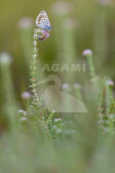 Heideblauwtje, Silver-studded Blue, Plebejus aragus stock-image by Agami/Wil Leurs,