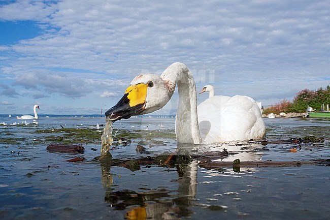 Whooper Swan - Singschwan - Cygnus cygnus, Germany, adult, with Mute Swan stock-image by Agami/Ralph Martin,