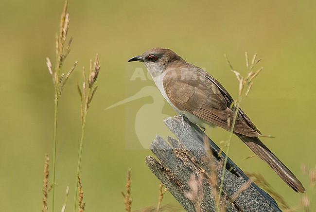 Black-billed Cuckoo (Coccyzus erythropthalmus) at the prairie of southern Manitoba stock-image by Agami/Eduard Sangster,