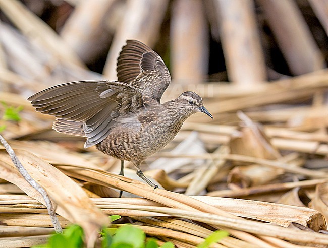 Tuamotu Sandpiper (Prosobonia parvirostris), an endemic wader native to the Tuamotu Islands in French Polynesia. stock-image by Agami/Pete Morris,